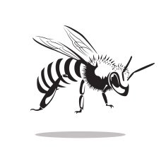 Bee N13