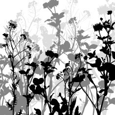 Silhouette of herbs and flowers N5