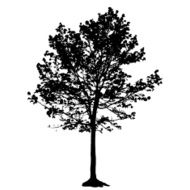 Tree Silhouette Isolated on White Backgorund Vecrtor Illustrati N4