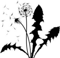 Dandelion N18