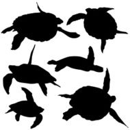 Sea Turtle N5
