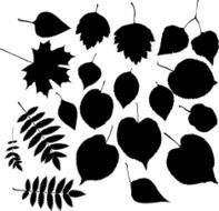 leaves on branches N2