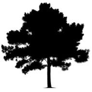 Pine Tree Silhouette N5