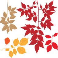 autumn leaves N63