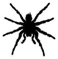 Tarantula Silhouette