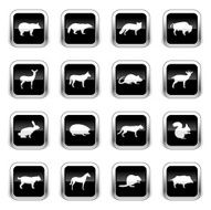 Supergloss Black Icons - Wild Animals