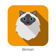 Birman Cat breed face cartoon flat icon design