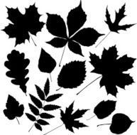 Black Leaves N2