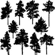 Pine trees N5
