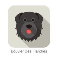 Bouvier Des Flandres dog face flat icon series