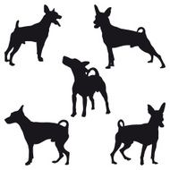 Miniature Pinscher N2
