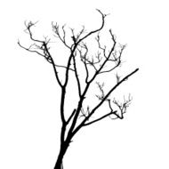 Silhouette Dead Wood