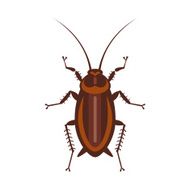 cockroach in pure style