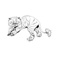 Hand drawn persian cat Barber style vector illustration N3