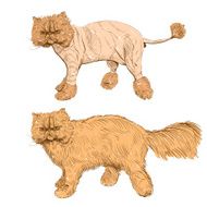 Hand drawn persian cat Barber style vector illustration N4