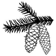 Fir cones on branch