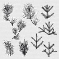 Conifer branches