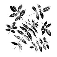 Collection of hand drawn leaves