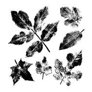 Collection of imprint leaves Ink illustration N2
