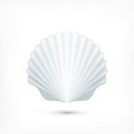 Scallop seashell of mollusks icon sign