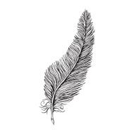Vector line drawing feather