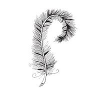 Vector feather line drawing