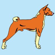Basenji Dog N2
