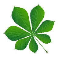 green leaf chestnut N2