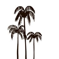 rain forest palm tree silhouettes N3