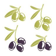 Vector image of stylized olive branches N2