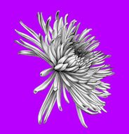 Aster Pencil Drawing N3