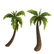 Coconut palm