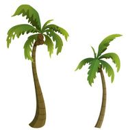 Coconut palm N2