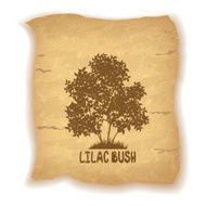 Lilac Bush on Old Paper