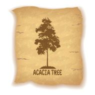 Acacia Tree on Old Paper