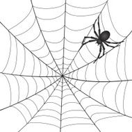 Spiderweb with Spider