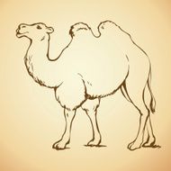 camel vector illustration N2