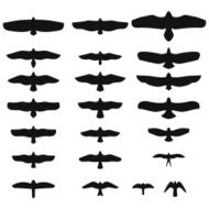 Set of Silhouettes birds prey Vector