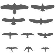 Set of Silhouettes birds prey Vector N2