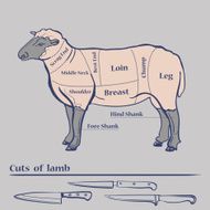 Vector Lamb Cuts Diagram