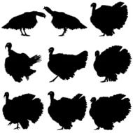 Silhouettes of turkeys N2