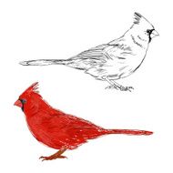 Cardinal bird Vector set isolated elements for design