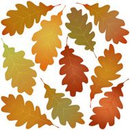 autumn oak leaves N2