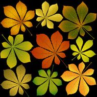 autumn chestnut leaves black background N2