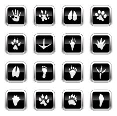 Supergloss Black Icons - Animal Tracks
