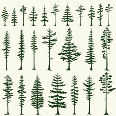 Set of stylized pine silhouettes Vector illustration N2