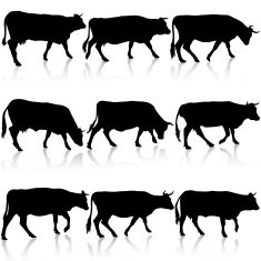 Collection black silhouettes of cow Vector illustration N2