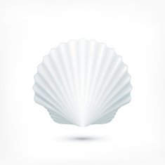 Scallop seashell of mollusks icon sign