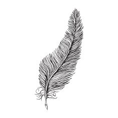 Vector line drawing feather
