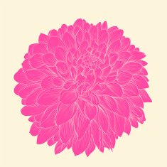 pink dahlia drawn in graphical style contours and lines N2